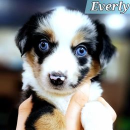 Everly - Blue merle female Miniature Australian Shepherd puppy in Punta Gorda, Florida from Christie's Creekside Aussies