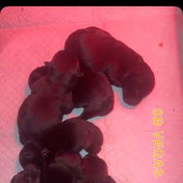 Girl 2 - Black female Scottish Terrier puppy in Las Vegas, Nevada from SB Scotties Vegas