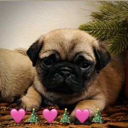Girl 3 - Fawn female Pug puppy in Mayo, Florida from Lyons Heart Pups
