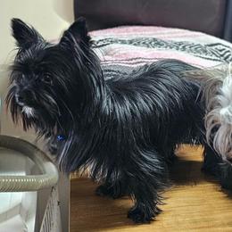 Rudy - Yorkshire Terrier