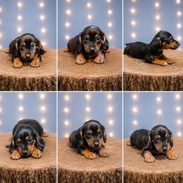 Minnie AKC FEMALE - Black and tan female Dachshund puppy in Glen St Mary, Florida from Little Pawz, LLC