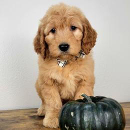 Fern - Apricot female Goldendoodle puppy in Temecula, California from Oodles O'Doodles