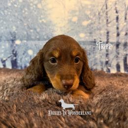 Pecan Pie - Chocolate and tan male Dachshund puppy in Rainier, Oregon from Doxies in Wonderland