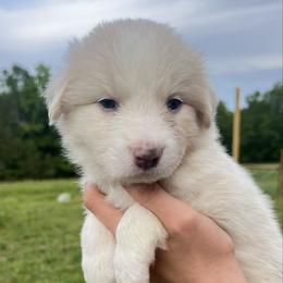 Light blue collar - Gold male Border Collie puppy in Graceville, Florida from Fire N Arrows Border Collies