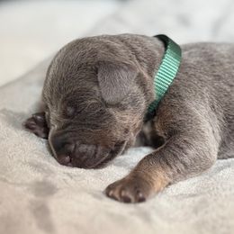 Liberty - Blue and rust female Doberman Pinscher puppy in Brookfield, Wisconsin from Haus of Hound