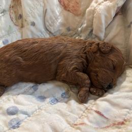 Zeke - Red  male Goldendoodle puppy in Lillington, North Carolina from Peace, Love, and Puppies at the Creek