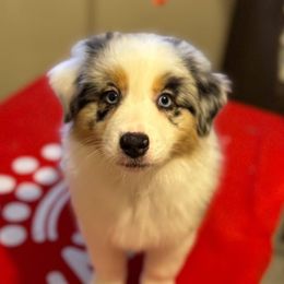 Phantom - Blue merle female Australian Shepherd puppy in Rapid River, Michigan from Echolight Australian Shepherds