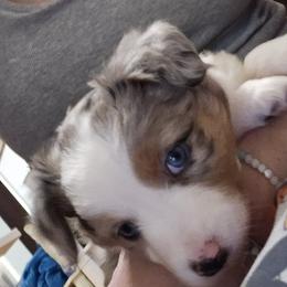 Miniature Australian Shepherd Puppies from Carter's Cuties