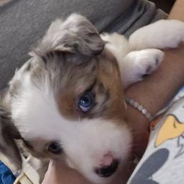Miniature Australian Shepherd Puppies from Carter's Cuties
