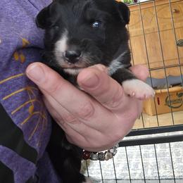 Scotch - Black tri male Miniature American Shepherd puppy in New Providence, Pennsylvania from Tons of Kisses