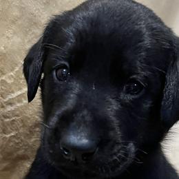 Boy 3 - Labrador Retriever puppy in Effingham, South Carolina from Stagecoach Retrievers