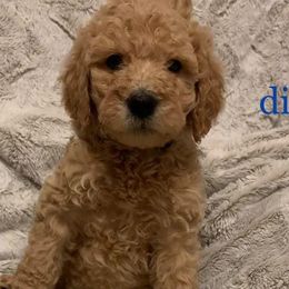 Dior - Labradoodle puppy in California from Daisy Uribe's Labradoodles