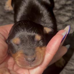BOY1 DO NOT SUBMIT APPLICATION UNLESS SERIOUS - Black and cream male Dachshund puppy in Wisconsin from Sabe and Shabe’s Doxies