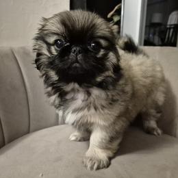 Pekingese puppies from Megan's Pekingese