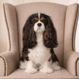 Candy - Cavalier King Charles Spaniel