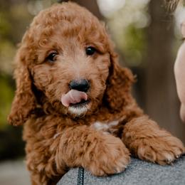 Goldendoodle and Sheepadoodle Puppies from Red River Goldendoodles