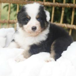 Captain America - Black tri-color male Australian Shepherd puppy in Victoria, Texas from Silvermist Australian Shepherds