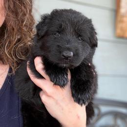 Sunshine - Black female Shiloh Shepherd puppy in Bartlett, Tennessee from The Mighty Quinn Shilohs