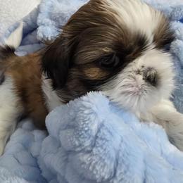 Joey - Sable and white male Shih Tzu puppy in Buffalo, New York from Shih Tzu's by Jen