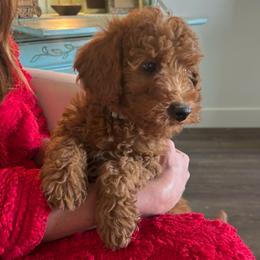 Dwight - Red  male Goldendoodle puppy in Payson, Utah from Country Sky Doodles