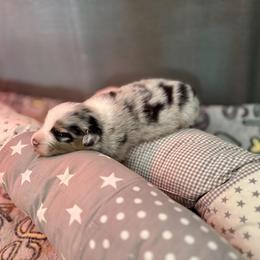 Australian Shepherd Puppies from Crystalbrook Aussies