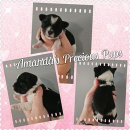 Girl 3 - Parti female Yorkshire Terrier puppy in Wartburg, Tennessee from Amanda's Precious Pups