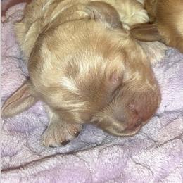 Cupid - Buff male Cockapoo puppy in Klingerstown, Pennsylvania from Schaible Family Puppies