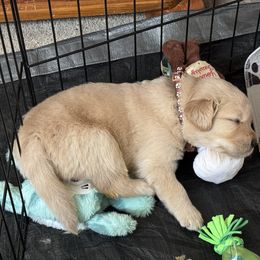 Golden Retriever Puppies from SpringWave Kennel