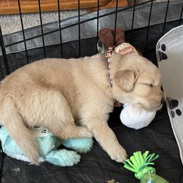 Golden Retriever Puppies from SpringWave Kennel