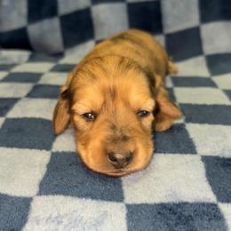 Evelyn (Russian lines) - Dapple female Dachshund puppy in Goldthwaite, Texas from Mini Mama Dachshunds