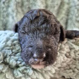 Ghost Pepper - Phantom male Poodle puppy in Milford, Michigan from Cuddley-Poods Moyen poodles