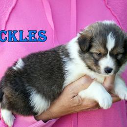 PICKLES - SABLE BOY- RESERVED - Sable and white male Shetland Sheepdog puppy in Frazeysburg, Ohio from Mountain High Kennels
