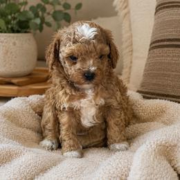 Duke - Apricot male Poodle puppy in Lance Creek, Wyoming from CK Poodles LLC