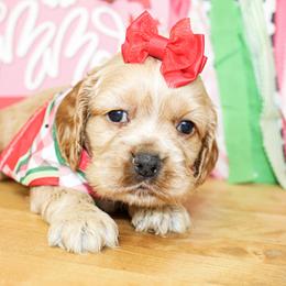 Dixie - Red female Cocker Spaniel puppy in Rattan, Oklahoma from Double M Cocker Spaniels