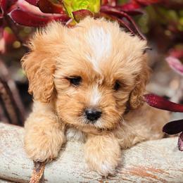 Bolt - Apricot male Cavapoo puppy in Jackson, California from Disney Doodles