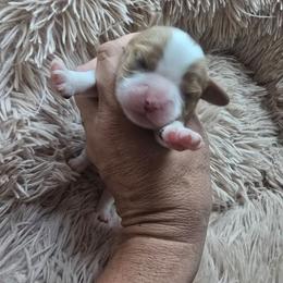 Blenheim female (lots of chestnut markings) - Blenheim female Cavalier King Charles Spaniel puppy in Wimberley, Texas from Amazing AKC Puppies
