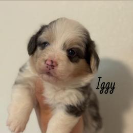 Iggy - Fluffy Bluie Merle - Blue merle and white male American Corgi puppy in Anderson, California from Flying K Corgis