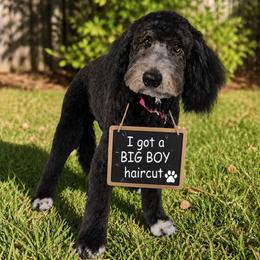 Goldendoodle Puppies from Happy_Tails_by_TJ