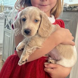 Dachshund Puppies from Boujee Dachshunds