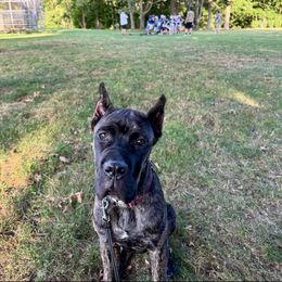 Cane Corso All Grown Up from Mass Cane Corso