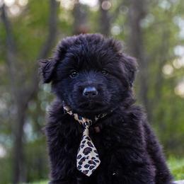 Brown Collar - Black male German Shepherd puppy in Howell, Michigan from Sheyenne Buentello's German Shepherds