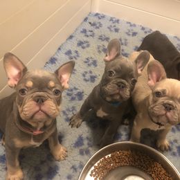 French Bulldog and Golden Retriever Puppies from Show me goldens and frenchies
