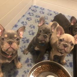 French Bulldog and Golden Retriever Puppies from Show me goldens and frenchies