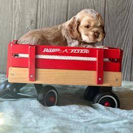 Zion - Buff male Cocker Spaniel puppy in Salt Lake City, Utah from Sego Lily Cockers