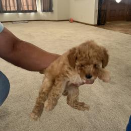 Poodle Puppies from ItalianToyPoodles