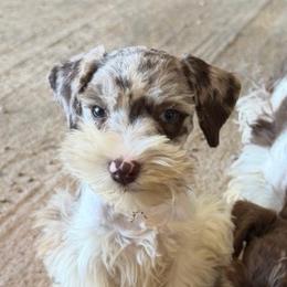 Queen - Liver female Miniature Schnauzer puppy in Springfield, Ohio from LUXEYPUPS