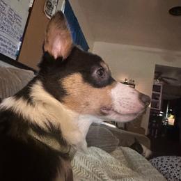 Ivy - Pembroke Welsh Corgi