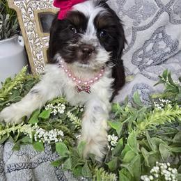 Paisley - Liver and white female Shih Tzu puppy in Hartville, Missouri from Petty Paws