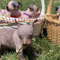 American Hairless Terriers from Esomé Kennels