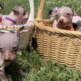 American Hairless Terriers from Esomé Kennels